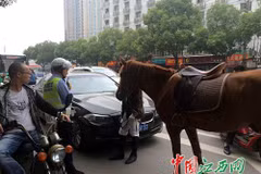 Lái xe BMW nhận bài học đích đáng vì định vượt ngựa trên đường