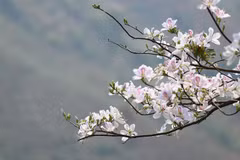 [Video] Tạm dừng tổ chức Lễ hội Hoa lãng mạn nhất núi rừng Tây Bắc