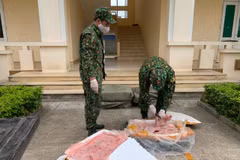 Lực lượng biên phòng Chi Ma (Lạng Sơn) kiểm tra số nầm lợn nhập lậu bị thu giữ. (Ảnh: TTXVN)