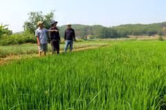 Thời tiết vụ Đông Xuân 2019-2020 đang có những diễn biến khó lường, là điều kiện cho nhiều đối tượng sinh vật gây hại bùng phát. (Ảnh: Tường Vi/TTXVN)