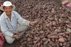 Nông dân thu hoạch vụ khoai lang đông xuân 2014-2015. (Ảnh: Huỳnh Kim Phượng/TTXVN) 