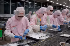 Chế biến tôm xuất khẩu tại Công ty Phát triển Kinh tế Duyên Hải (COFIDEC), huyện Bình Chánh, Thành phố Hồ Chí Minh. (Ảnh: Hồng Đạt/TTXVN)