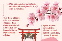 [Infographics] Nhật Bản đón mùa hoa anh đào 2023 sớm bất thường