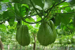 Su su Sa Pa nổi tiếng về độ ngon ngọt không nơi nào sánh bằng. 