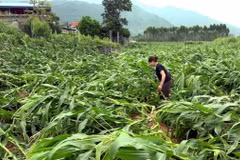 Ảnh minh họa. (Nguồn: TTXVN phát)