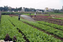 Nông dân chăm sóc rau tại vùng sản xuất rau chuyên canh huyện Hoài Đức, thành phố Hà Nội. (Ảnh: Vũ Sinh/TTXVN)