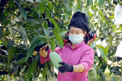 Thành viên Hợp tác xã nông nghiệp an toàn Chiềng Hặc, huyện Yên Châu, tỉnh Sơn La thu hoạch xoài để phục vụ xuất khẩu. (Ảnh: Quang Quyết/TTXVN) 