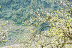 Những em bé gùi hoa cải vàng trên lưng