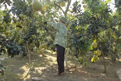 Nhiều hộ nông dân tham gia sản xuất nông nghiệp hữu cơ. (Nguồn: Vietnam+) 