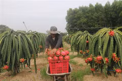 Thu hoạch thanh long. (Ảnh: Hoàng Nhị/TTXVN) 