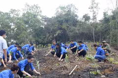 Đoàn Thanh niên TTXVN trồng 10.000 cây xanh hưởng ứng Tết trồng cây