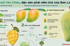 Xoài Yên Châu - đặc sản phải nếm thử của Sơn La