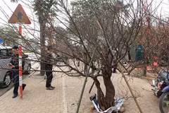 [Video] Người dân còn nhiều băn khoăn về khái niệm "đào rừng"