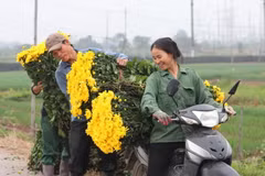 Làng hoa Tây Tựu "hối hả" chuẩn bị phục vụ Tết Canh Tý