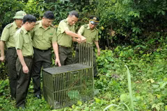 Quảng Ninh: Thả 10 cá thể khỉ về môi trường tự nhiên tại Vân Đồn