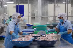 Chế biến cá tra xuất khẩu. (Nguồn: TTXVN)