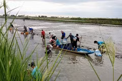 Người dân huyện Hồng Dân, tỉnh Bạc Liêu thu hoạch tôm trên nền đất lúa. (Ảnh: Chanh Đa/TTXVN)