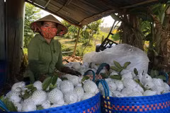 Nhà vườn phấn khởi vì ổi lê có giá bán cao. (Ảnh: Nhựt An/TTXVN)