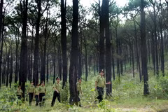 Lực lượng kiểm lâm kiểm tra hiện trạng rừng. (Ảnh: Quang Quyết/TTXVN)