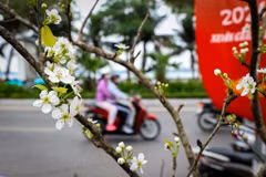 Hoa lê rừng 'xuống phố' sau Tết Nguyên đán, giá chục triệu vẫn hút khách