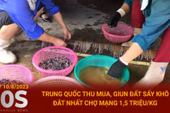 Bản tin 60s: Giun đất sấy khô bị đẩy giá lên tới 1,5 triệu đồng mỗi kg