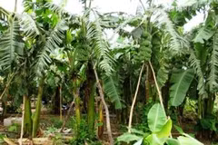 Từng gốc chuối đều được chống bằng sào cho khỏi đổ vì mưa bão. (Ảnh: Mạnh Hùng/Vietnam+)