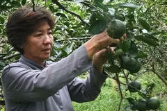 Chị Lưu Thị Quyên đang tỉ mẩn chăm sóc vườn cam đang chờ ngày thu hoạch. (Ảnh: Việt Hùng/Vietnam+)