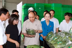 Thủ tướng Nguyễn Xuân Phúc thăm Dự án đầu tư nông nghiệp ứng dụng công nghệ cao Vineco Hải Phòng. (Ảnh: Thống Nhất/TTXVN)