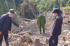 Lực lượng chức năng khám nghiệm hiện trường vụ phá rừng. (Nguồn: baolamdong.vn)