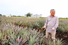 Ông Nguyễn Văn Sáu chia sẻ về kỹ thuật trồng dứa trên đất nhiễm phèn. (Ảnh: Hồng Đạt/TTXVN)