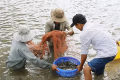 Thu hoạch tôm. (Ảnh: TTXVN)