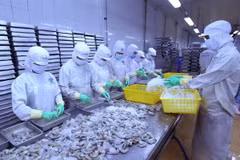 Nhiều cơ hội cho xuất khẩu mặt hàng tôm sang thị trường Australia khi tận dụng tốt RCEP. (Ảnh: TTXVN)