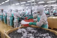 Dây chuyền chế biến tôm xuất khẩu. (Ảnh: Vũ Sinh/TTXVN)