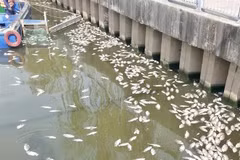 Xác cá dạt vào dọc khu vực bờ kè trên đường Trường Sa (quận Phú Nhuận). (Ảnh: Hồng Giang/TTXVN)
