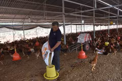 Giá thức ăn chăn nuôi thành phẩm sẽ còn tăng tối thiểu từ 5-10%. (Ảnh: Hoàng Nhị/TTXVN)