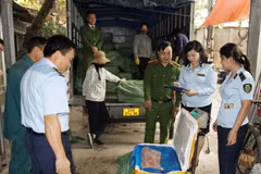 Lực lượng chức năng bắt giữ 10 tấn nầm lợn không xác định được nguồn gốc xuất xứ và không có hóa đơn, chứng từ. (Ảnh: TTXVN phát)