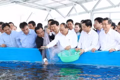 Thủ tướng Nguyễn Xuân Phúc và các biểu thả tôm giống tại Khu nông nghiệp ứng dụng công nghệ cao tôm Bạc Liêu. (Ảnh: Thống Nhất/TTXVN)