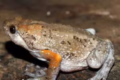 Loài ễnh ương Đông Dương mới phát hiện ở Việt Nam. (Nguồn: vncreatures.net)