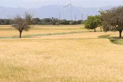 Lúa vụ Đông Xuân sớm năm 2022 ở xã Phước Nam, huyện Thuận Nam (Ninh Thuận). (Ảnh: Công Thử/TTXVN)