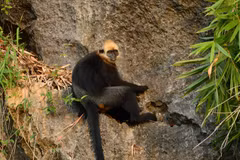 Voọc Cát Bà với đặc trưng là lông tóc trên đầu có màu vàng, tên khoa học là Trachypithecus poliocephalus, là một trong những loài linh trưởng quý hiếm nhất trên thế giới và chỉ được tìm thấy trên đảo Cát Bà, ngoài khơi thành phố Hải Phòng. (Ảnh: Minh Đức/
