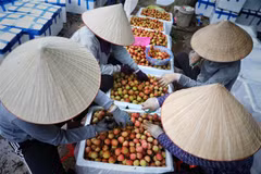 Một điểm thu mua và sơ chế vải sớm tại xã Phượng Sơn, huyện Lục Ngạn (Bắc Giang). (Ảnh: Danh Lam/TTXVN)