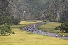Dòng Ngô Đồng vàng rực đón du khách trong và ngoài nước về tham quan Tam Cốc-Bích Động (Ninh Bình). (Ảnh: Minh Đức/TTXVN)