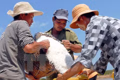 (Ảnh minh họa: Mạnh Linh/TTXVN)