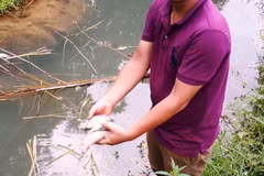 Cá chết bất thường tại ao cá của anh Bùi Văn Thủy (xã Yên Lập, huyện Cao Phong, Hòa Bình) (Ảnh: Võ Phương/Vietnam+) 
