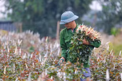 Tết Âm lịch 2023: Người dân làng Tây Tựu lo hoa không được. (Ảnh: Minh Sơn/Vietnam+)