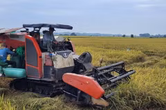 Thu hoạch lúa mùa chính vụ trên cánh đồng. (Ảnh: Hoàng Nhị/TTXVN)