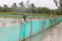 Anh Nguyễn Văn Tít, xã Long Bình, thị xã Ngã Năm, tỉnh Sóc Trăng, kiểm tra hệ thống lưới bao xung quanh ruộng lúa của mô hình cá đăng quầng. (Ảnh: Tuấn Phi/TTXVN)