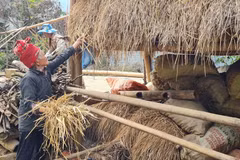 Nông dân xã A Lù (Bát Xát, Lào Cai) tích trữ rơm trên gác mái chuồng trại để giữ ấm và đảm bảo thức ăn cho đàn gia súc trong mùa rét. (Ảnh: Hương Thu/TTXVN)