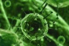Megavirus chilensis. (Ảnh: Internet)