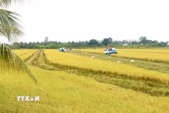 Một cánh đồng lúa chất lượng cao. (Nguồn: TTXVN)